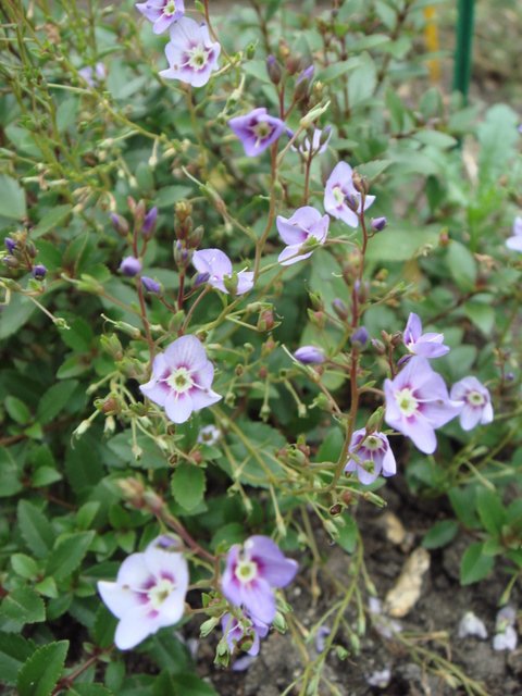 Parahebe catarractae fleur
